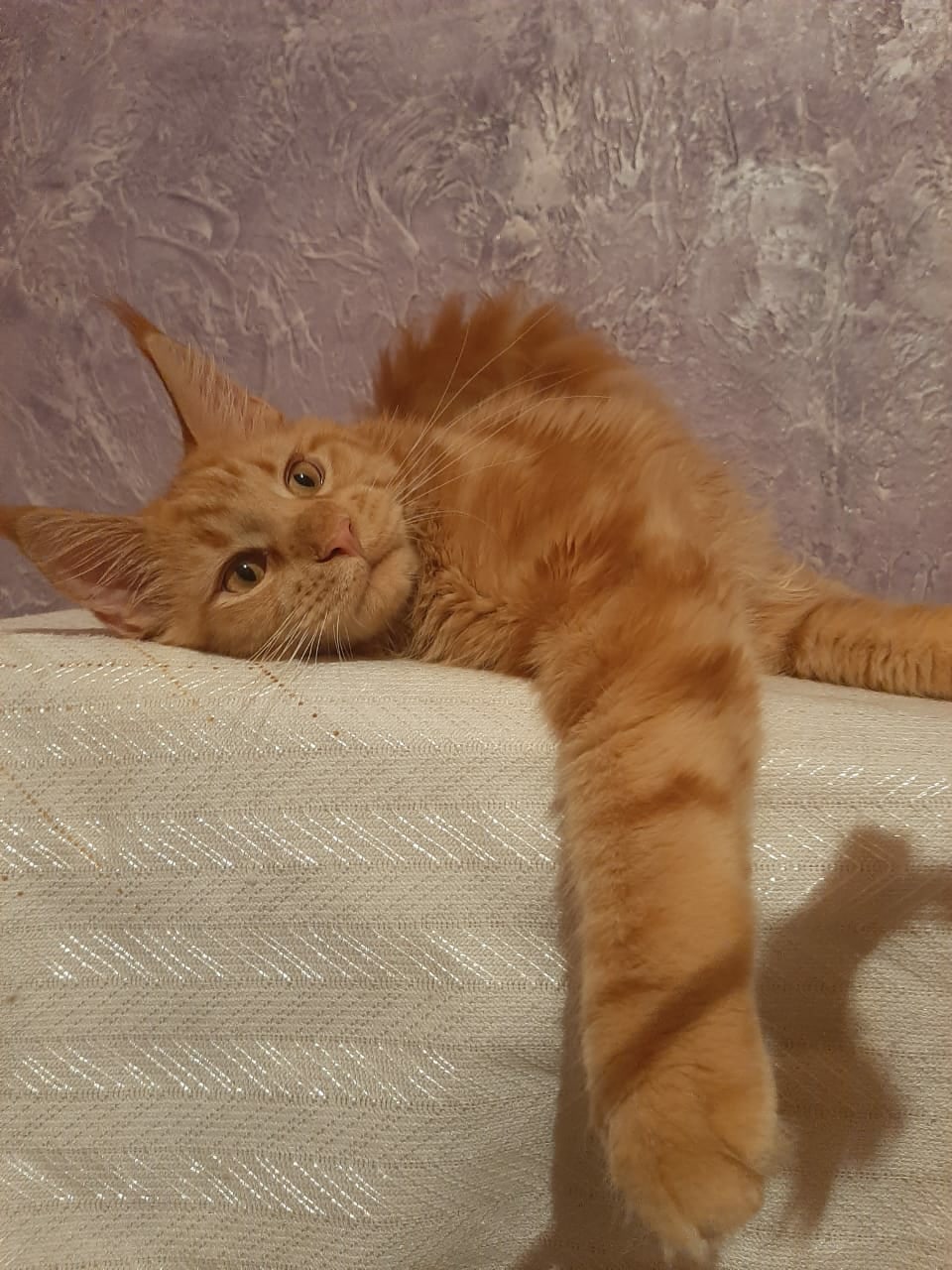 Токай - Имена для мальчиков - Клички для котов и кошек