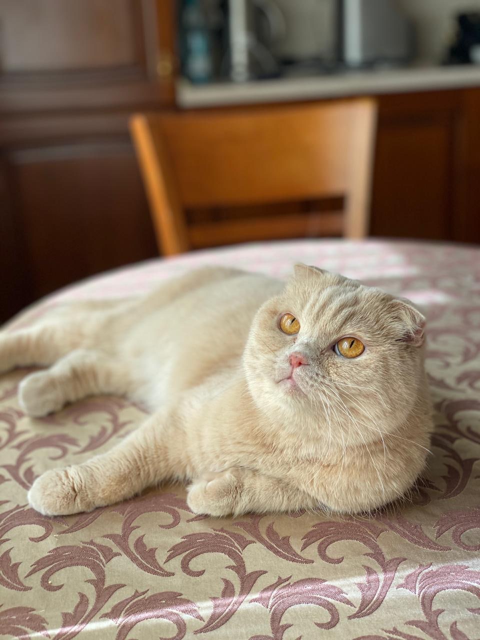 Томас - Имена для мальчиков - Клички для котов и кошек