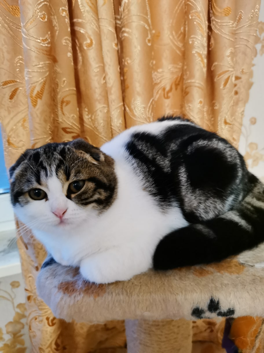 Камила - Имена для девочек - Клички для котов и кошек