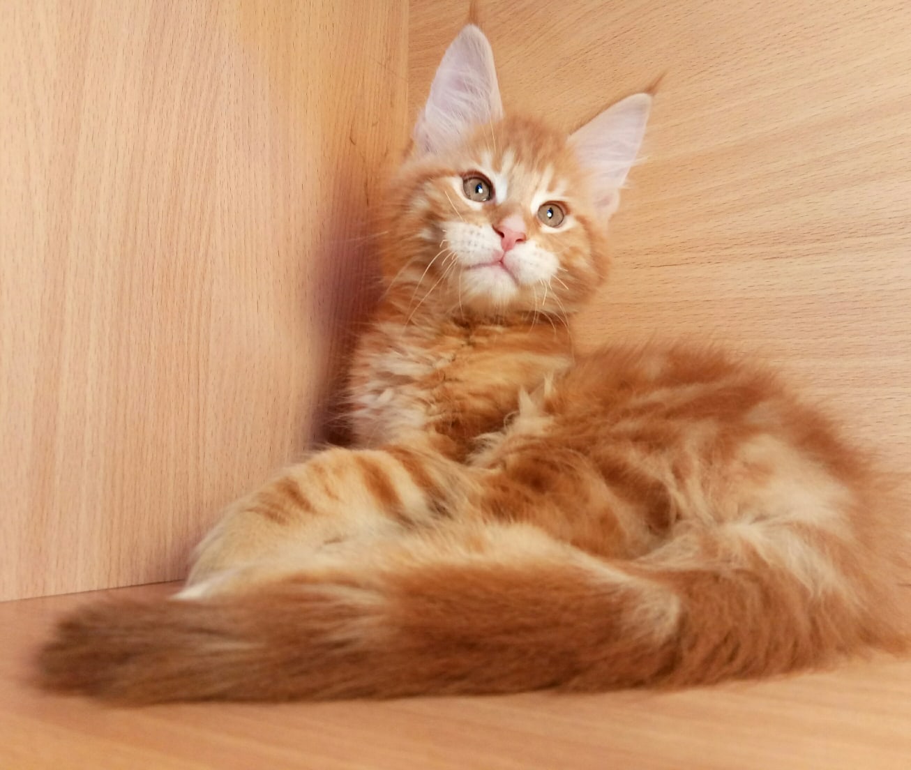 Персей - Имена для мальчиков - Клички для котов и кошек