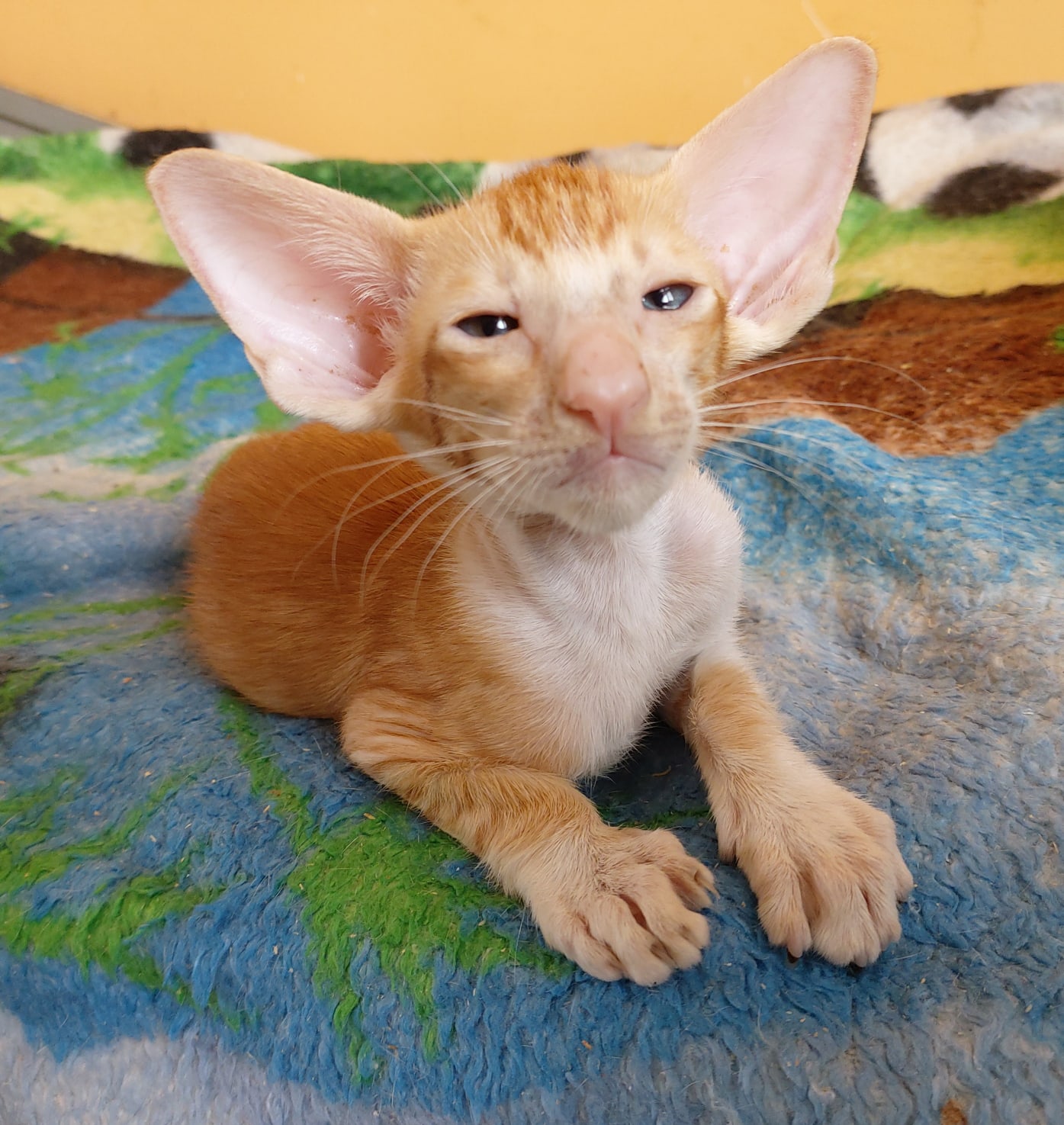 Плуто - Имена для мальчиков - Клички для котов и кошек