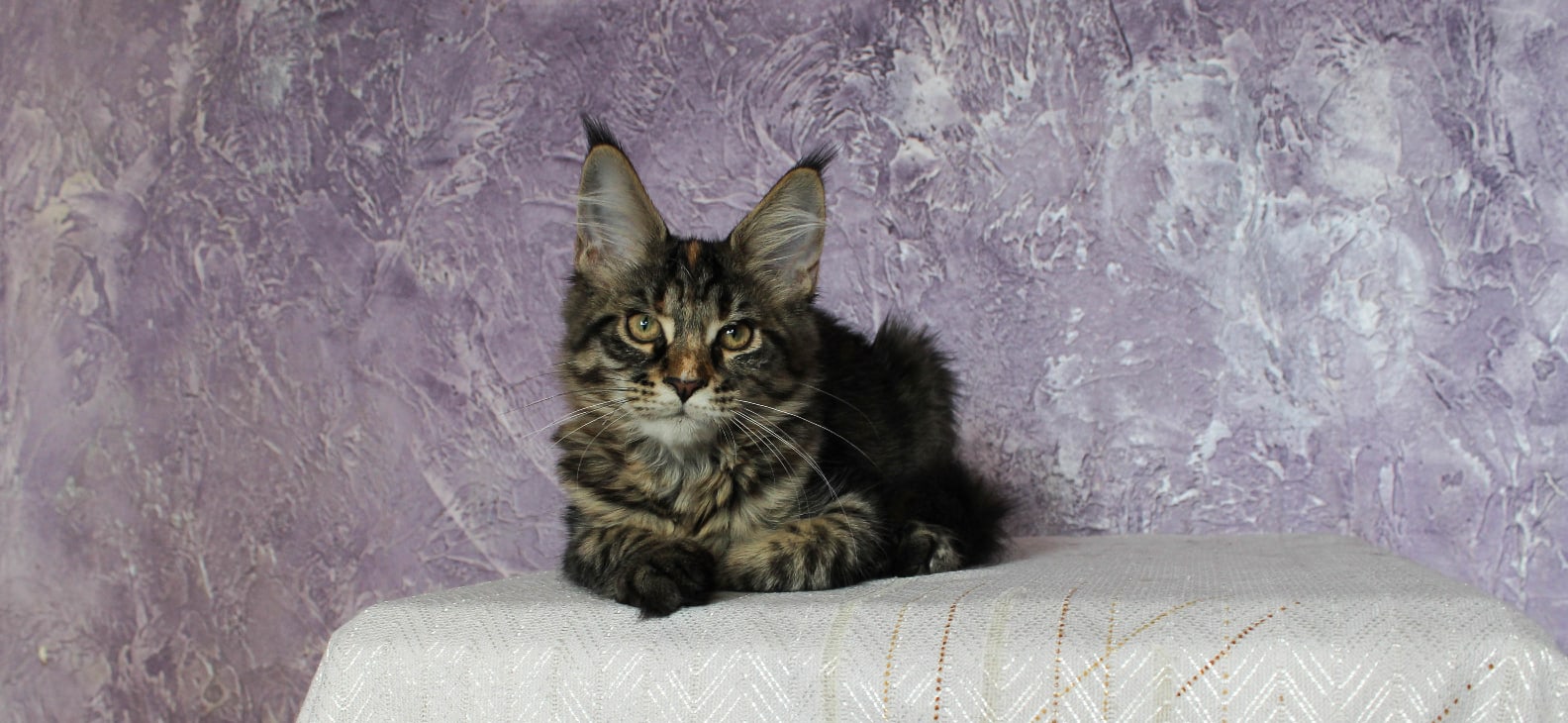 Уссури - Имена для девочек - Клички для котов и кошек