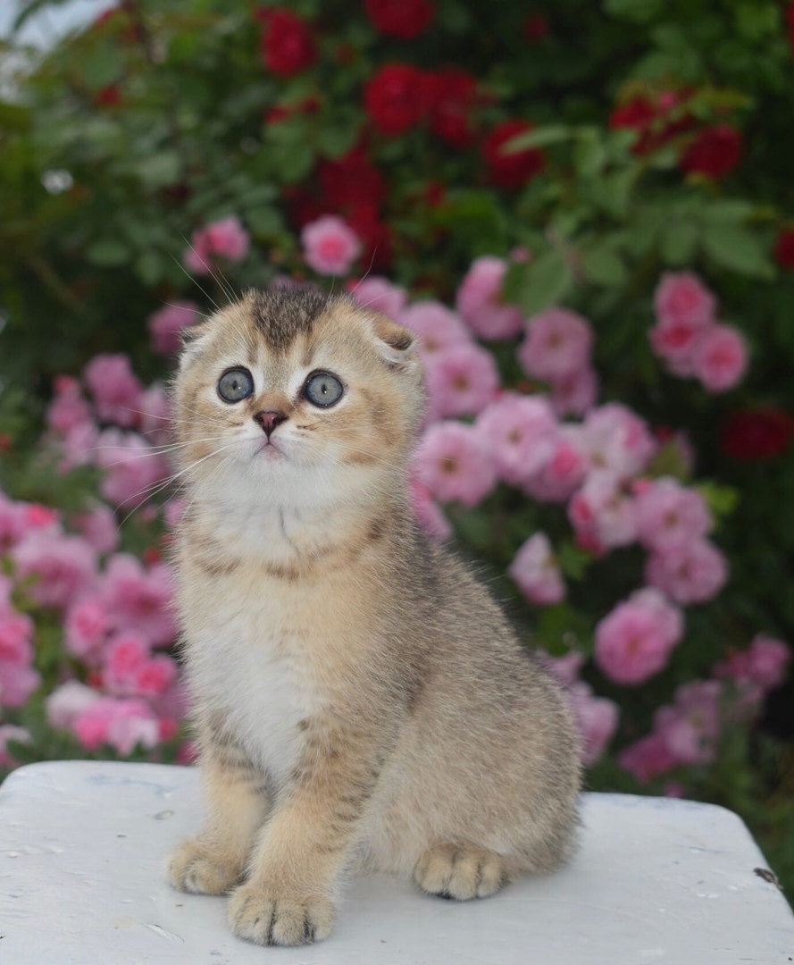 Аврора - Имена для девочек - Клички для котов и кошек