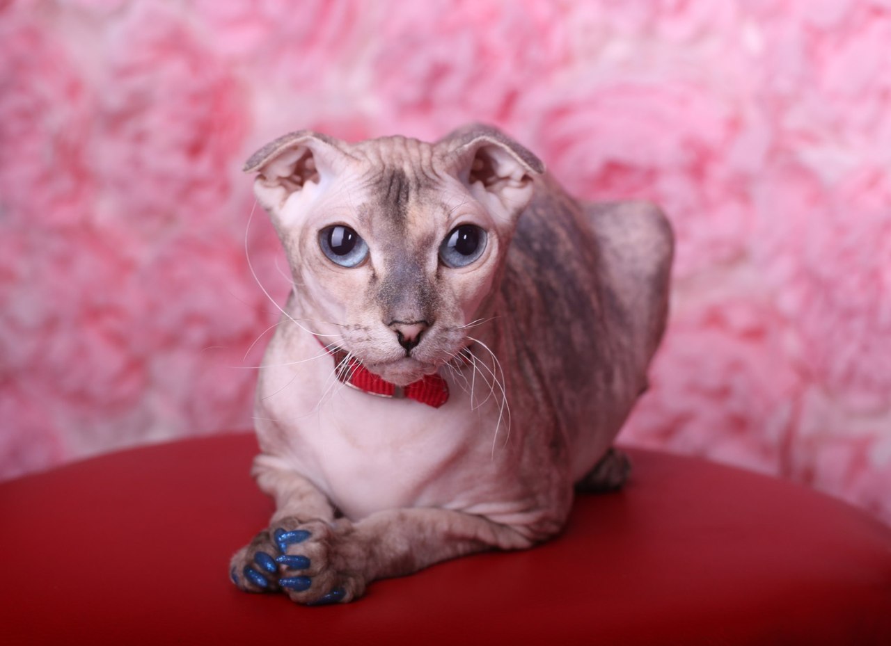 Вивьен - Имена для девочек - Клички для котов и кошек