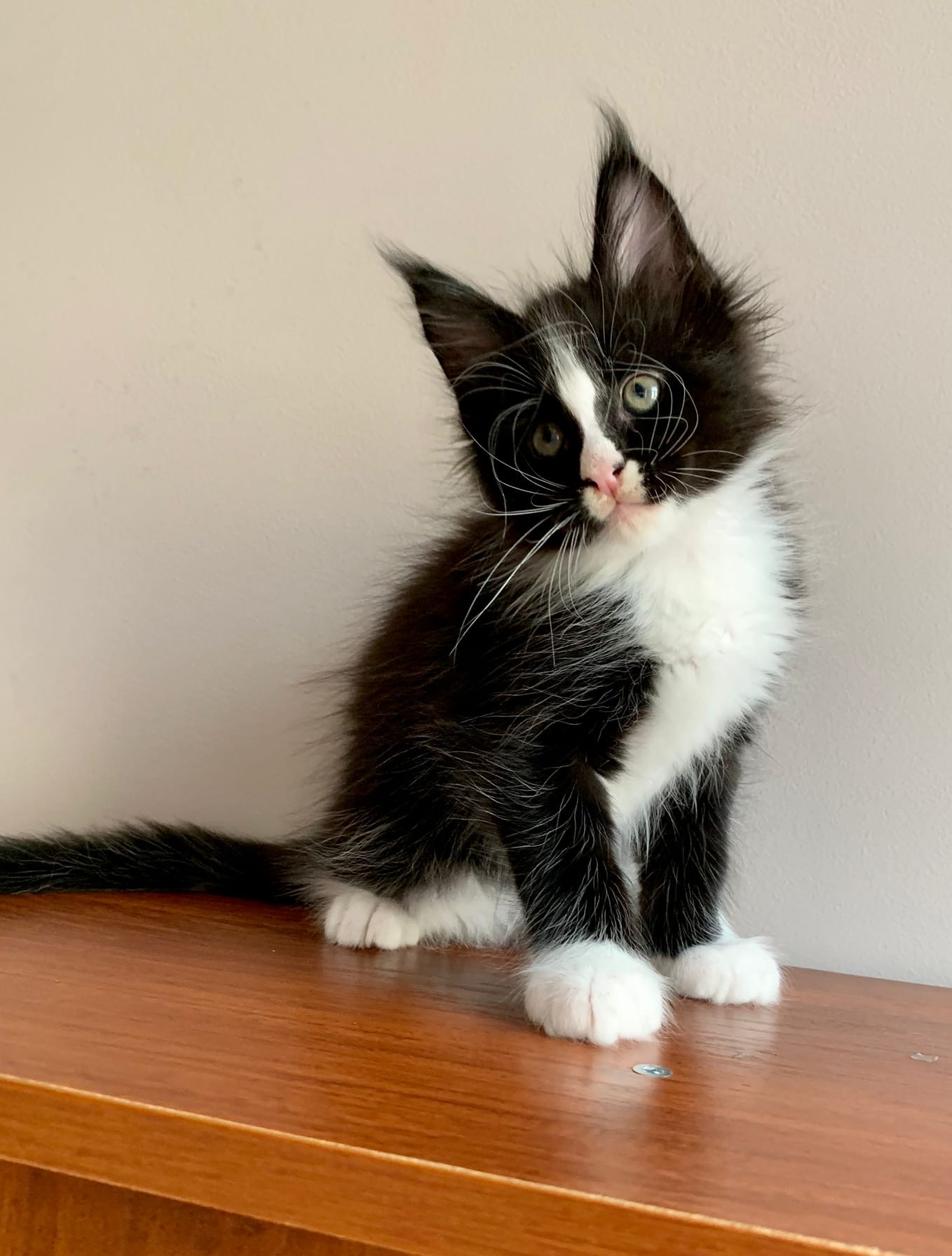 Вилли - Имена для мальчиков - Клички для котов и кошек