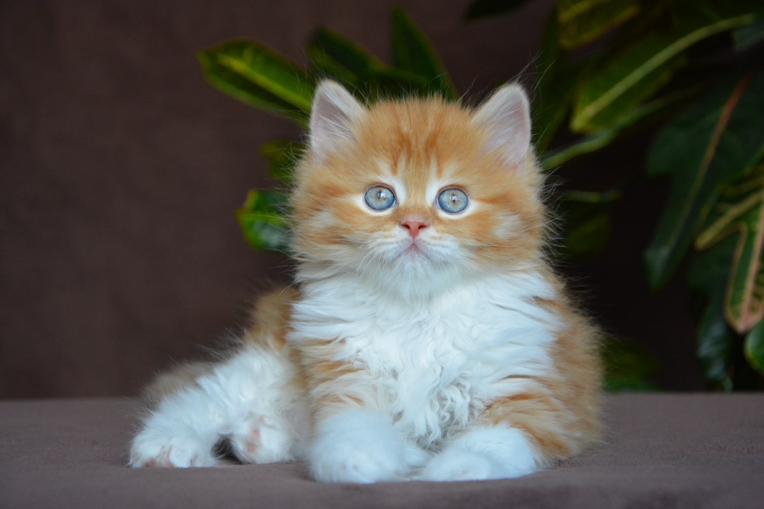 Авель - Имена для мальчиков - Клички для котов и кошек