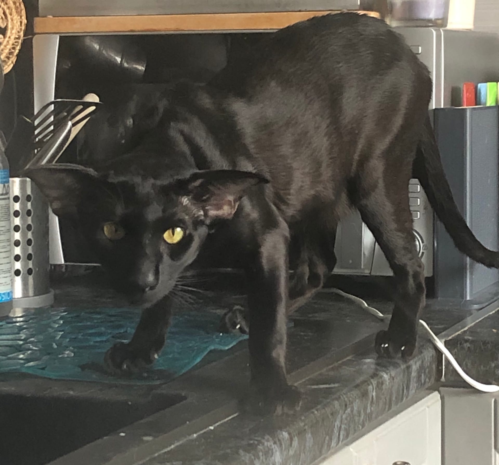 Ханя - Имена для мальчиков - Клички для котов и кошек