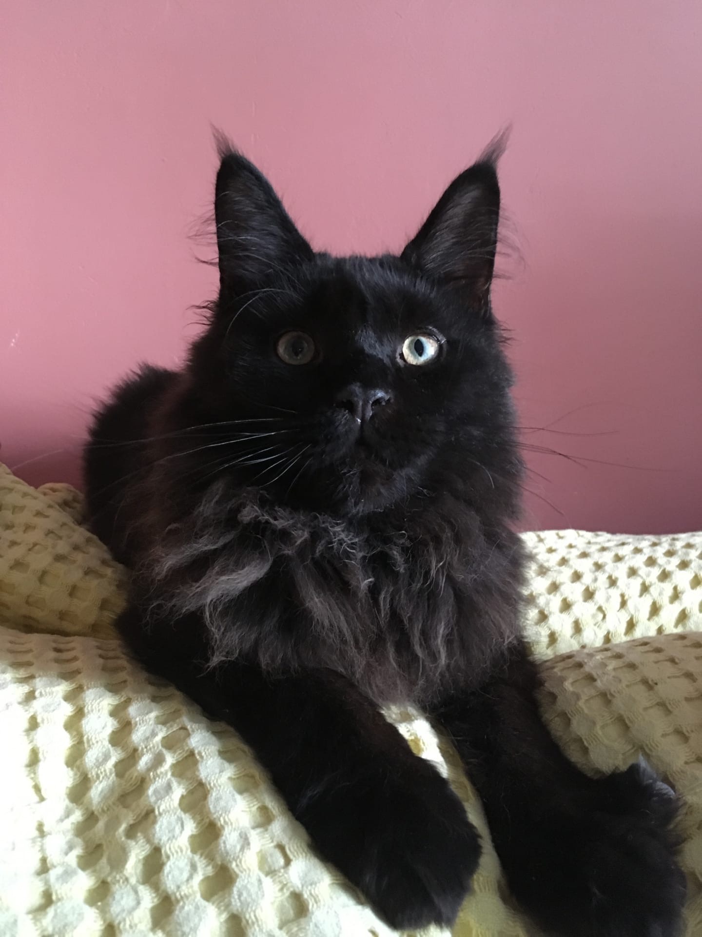 Карузо - Имена для мальчиков - Клички для котов и кошек