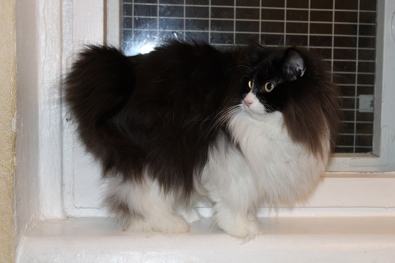 Заура - Имена для девочек - Клички для котов и кошек