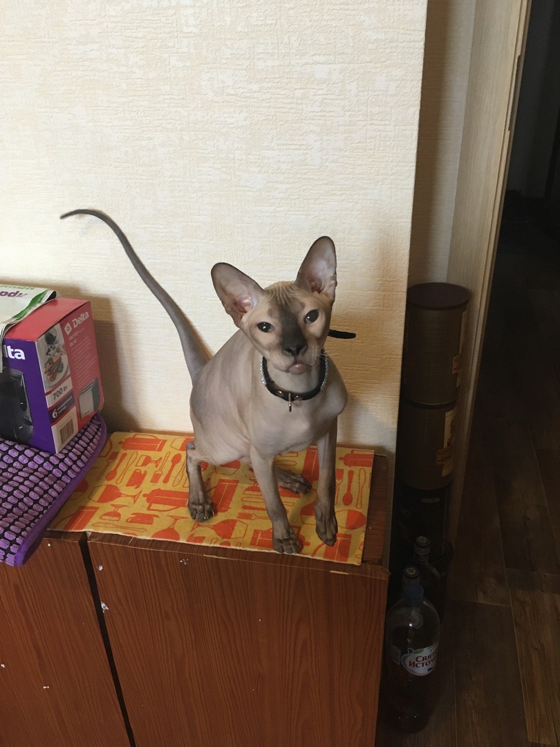 Барни - Имена для мальчиков - Клички для котов и кошек