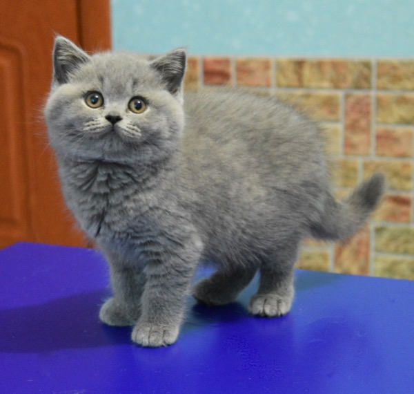 Пипита - Имена для девочек - Клички для котов и кошек