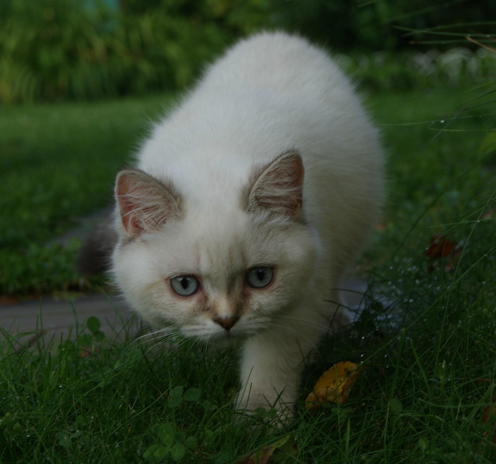 Вера - Имена для девочек - Клички для котов и кошек