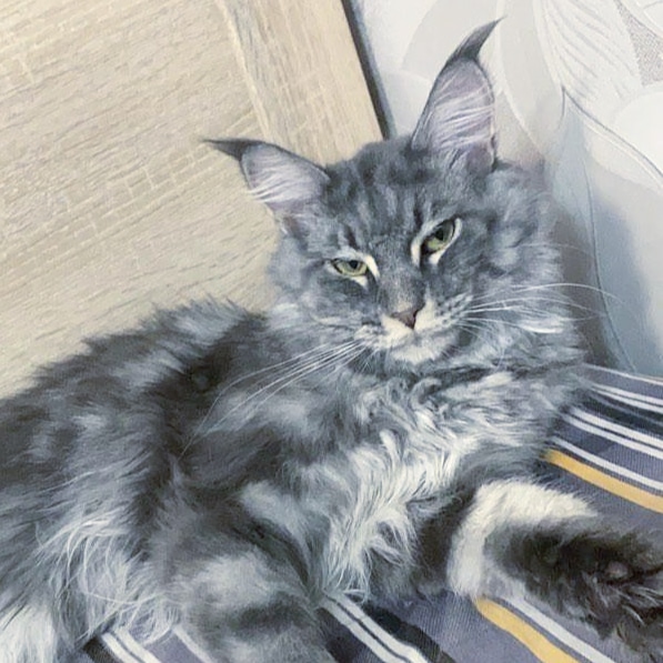 Бриз - Имена для мальчиков - Клички для котов и кошек