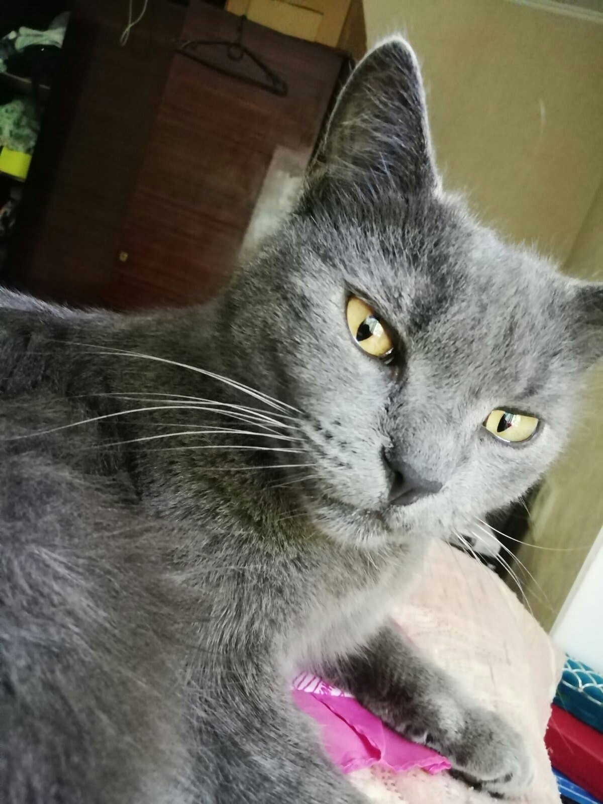 Грей - Имена для мальчиков - Клички для котов и кошек