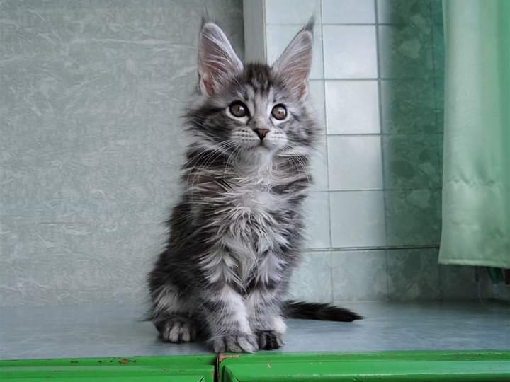 Фелиция - Имена для девочек - Клички для котов и кошек