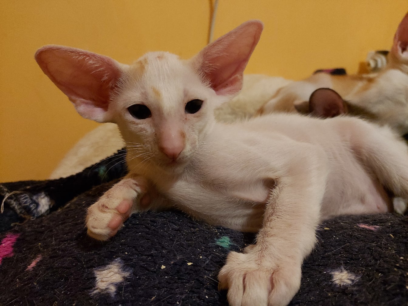 Пьеро - Имена для мальчиков - Клички для котов и кошек