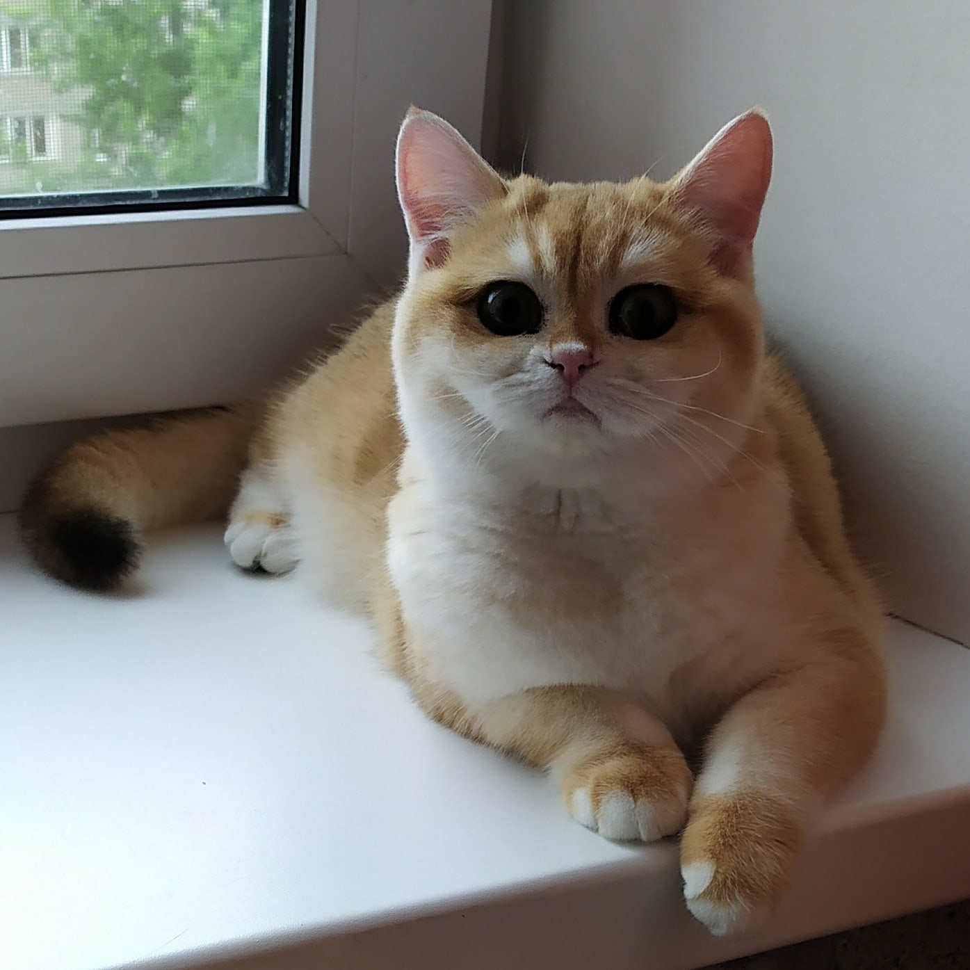 Камелия - Имена для девочек - Клички для котов и кошек