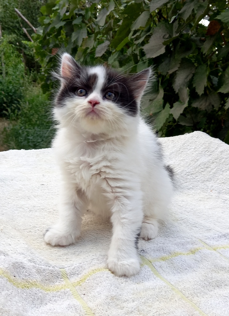 Ватсон - Имена для мальчиков - Клички для котов и кошек