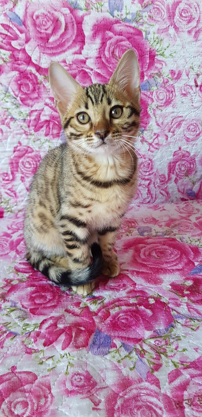 Тесса - Имена для девочек - Клички для котов и кошек