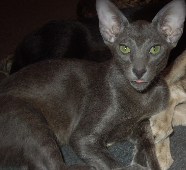 Хануман - Имена для мальчиков - Клички для котов и кошек