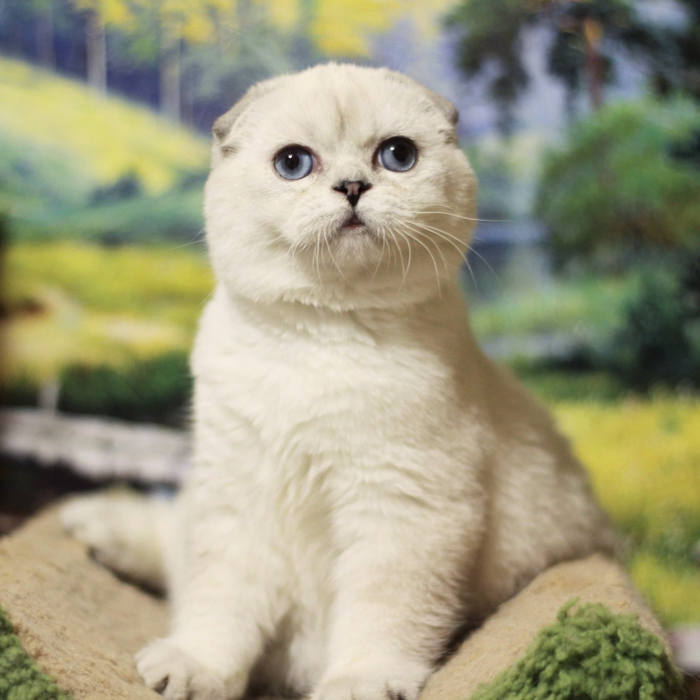 Руфус - Имена для мальчиков - Клички для котов и кошек