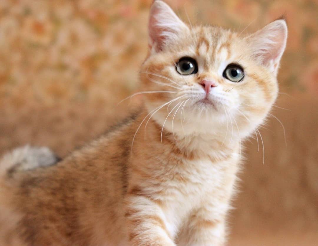 Зара - Имена для девочек - Клички для котов и кошек