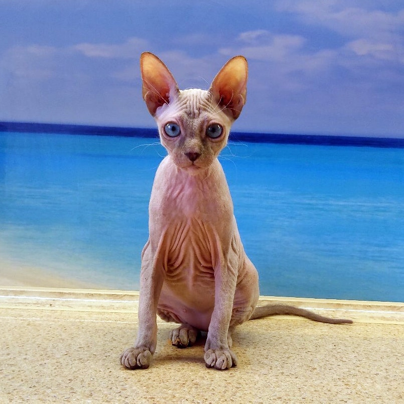 Алькутра - Имена для девочек - Клички для котов и кошек