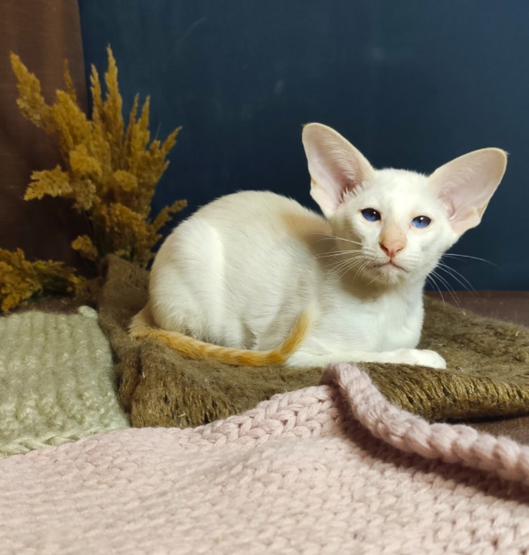 Альбус - Имена для мальчиков - Клички для котов и кошек