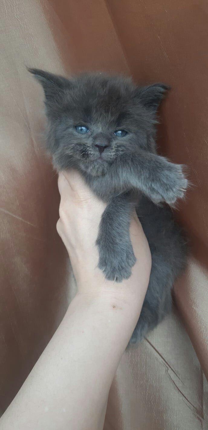 Жануар - Имена для мальчиков - Клички для котов и кошек