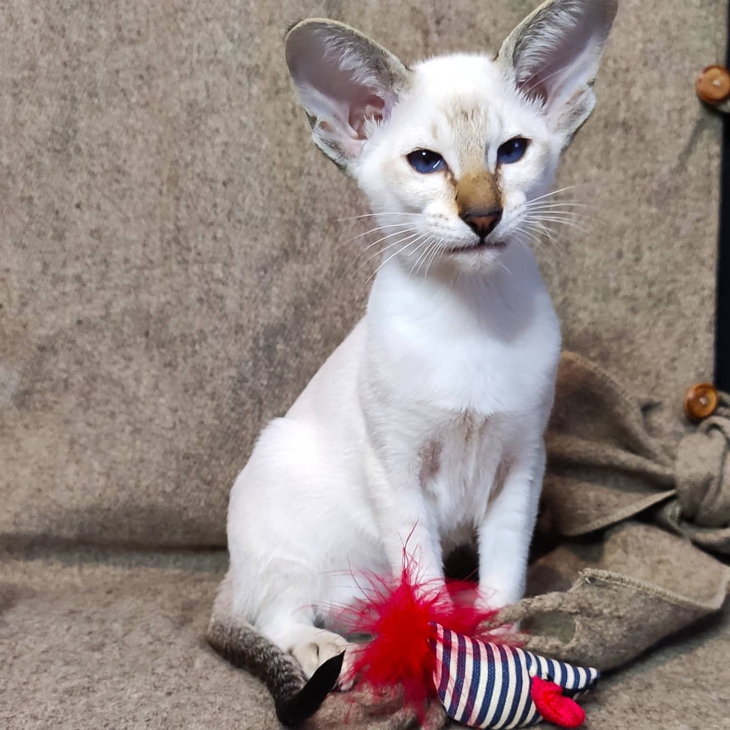 Айрис - Имена для девочек - Клички для котов и кошек