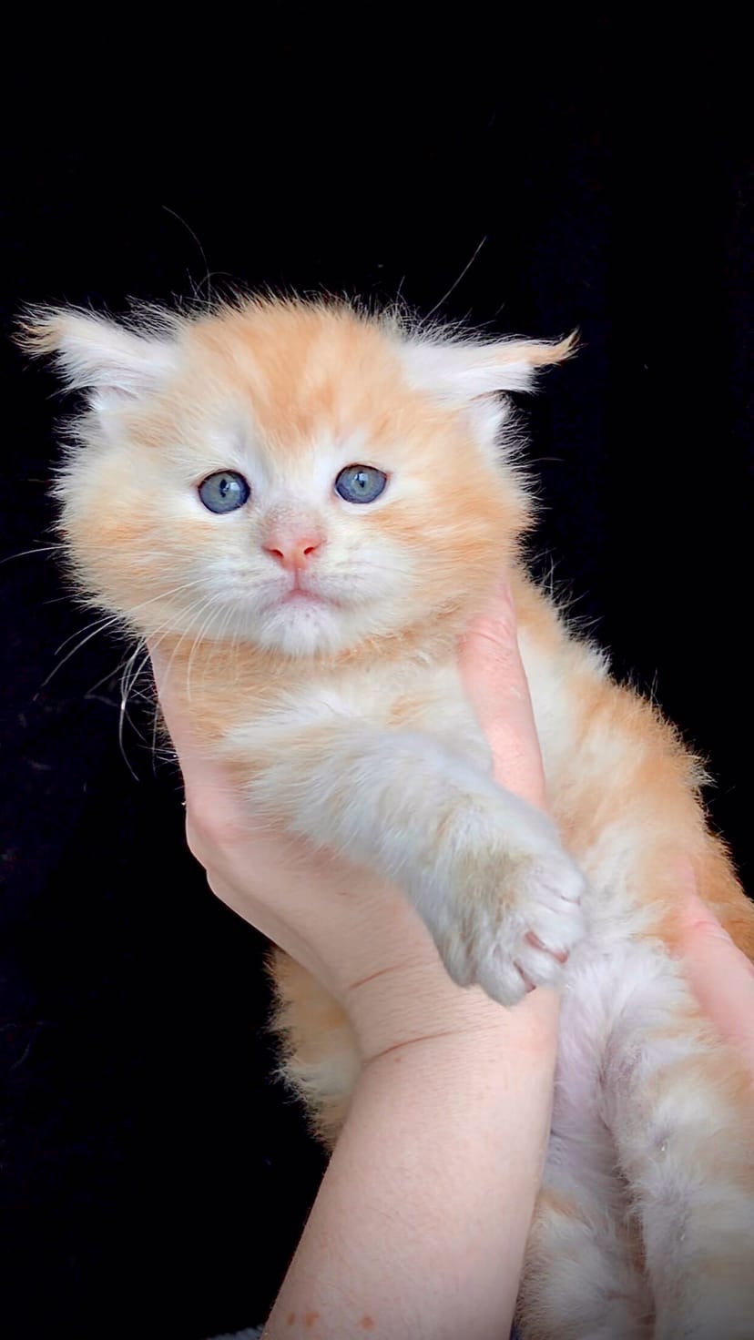 Орех - Имена для мальчиков - Клички для котов и кошек