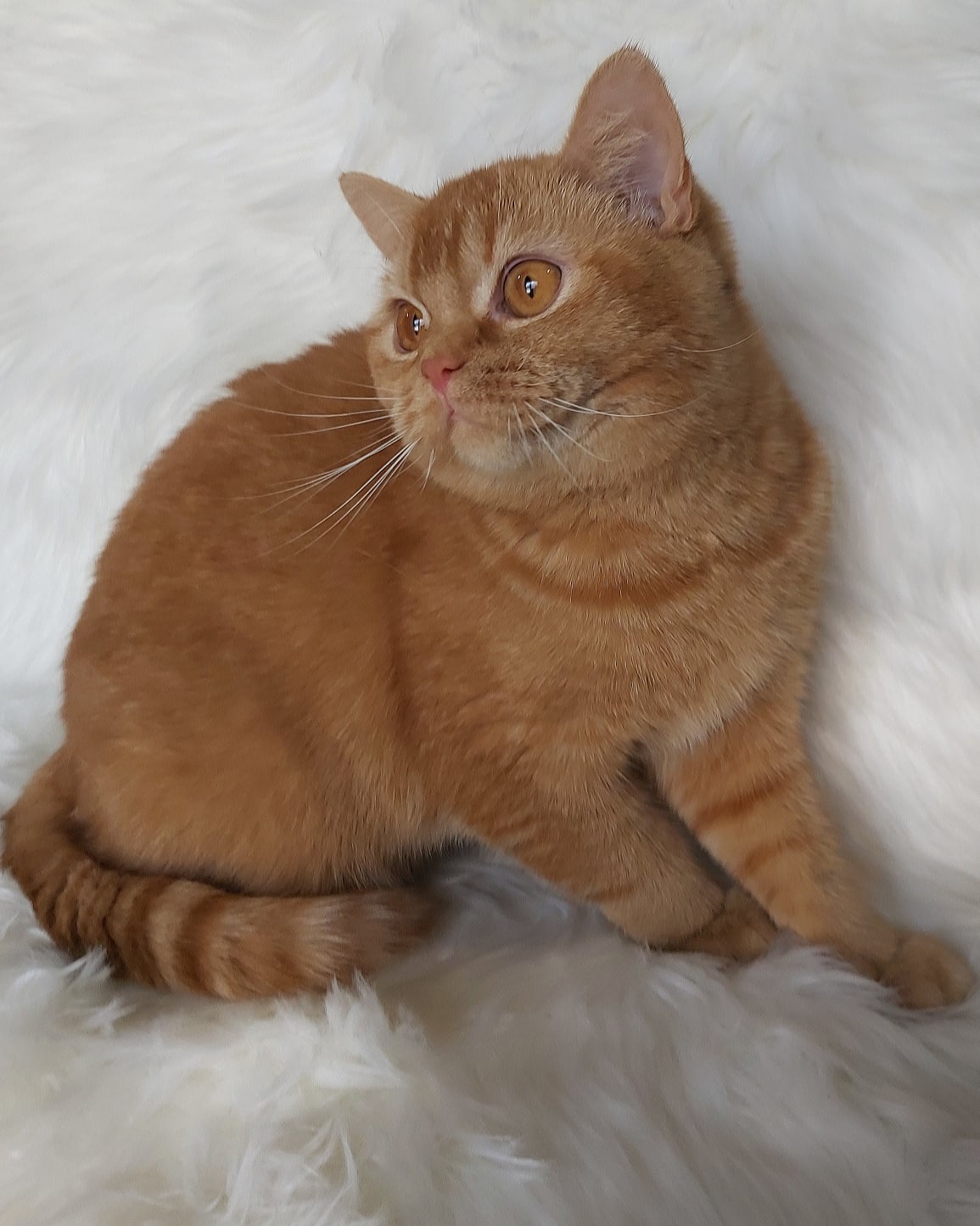 Ванесса - Имена для девочек - Клички для котов и кошек