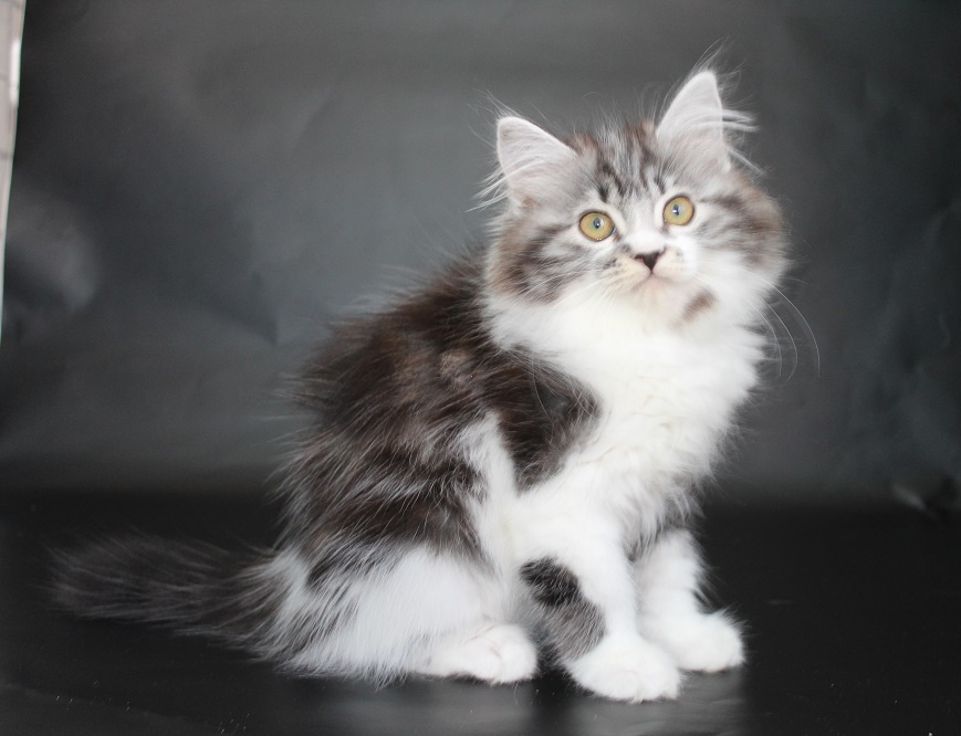 Нюша - Имена для девочек - Клички для котов и кошек