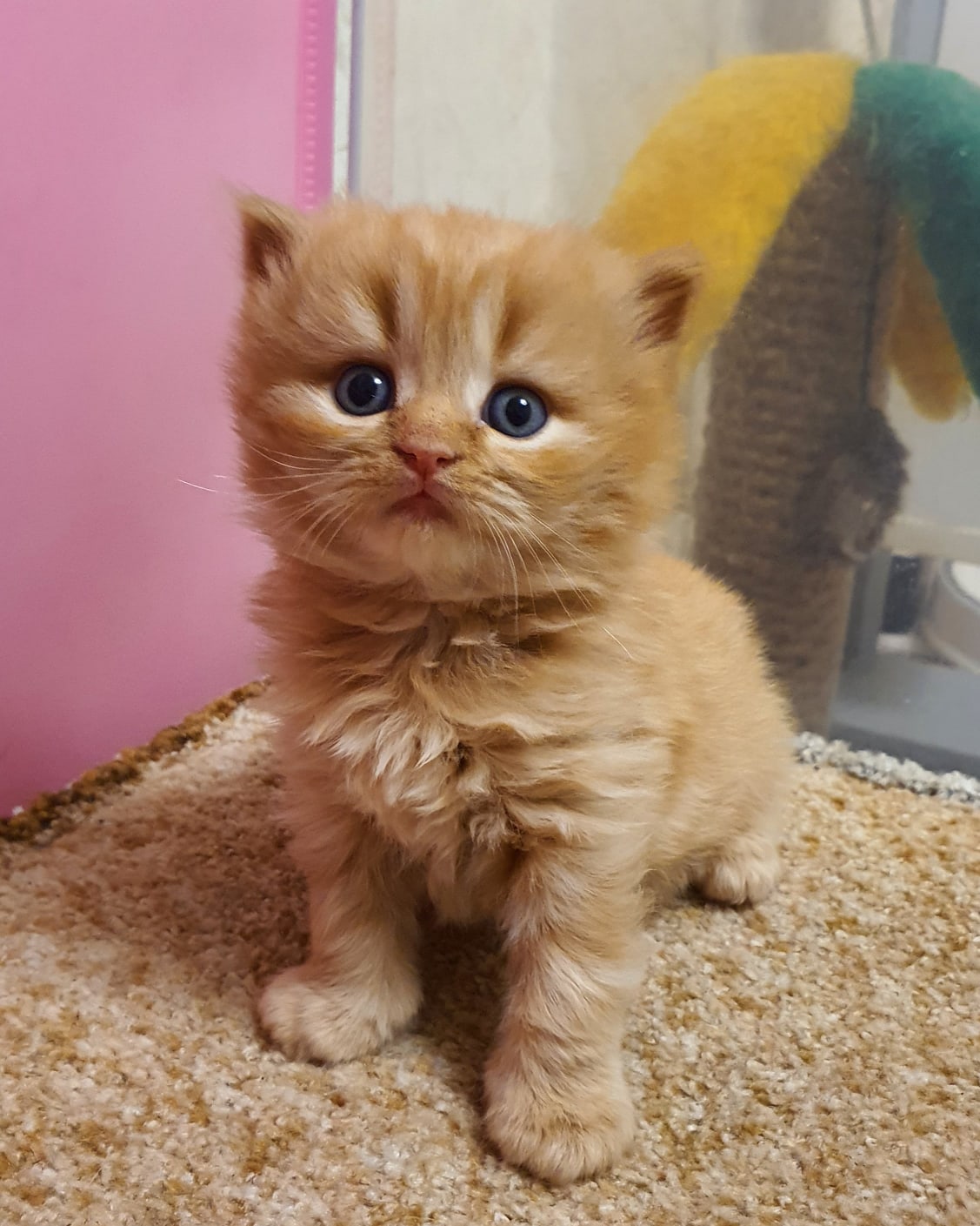 Джели - Имена для девочек - Клички для котов и кошек