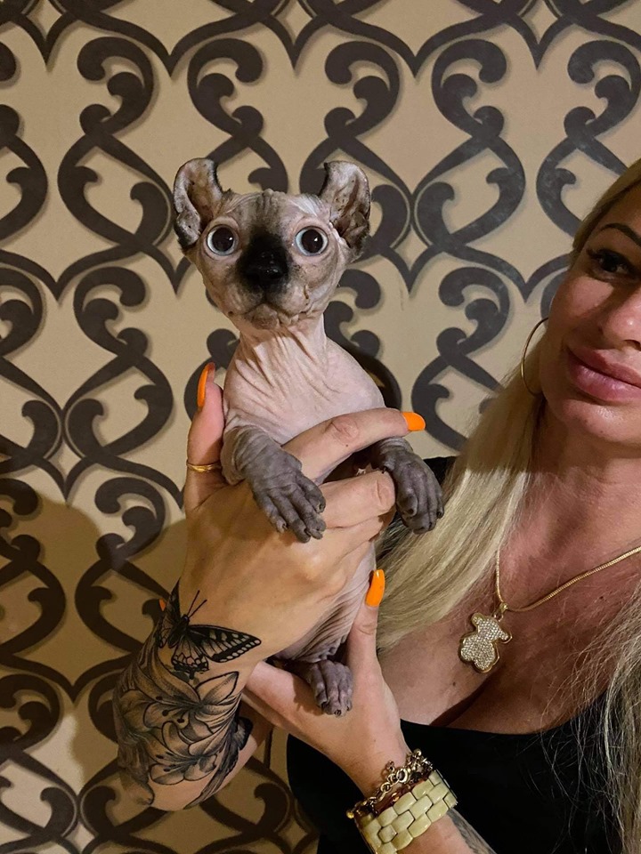 Сандра - Имена для девочек - Клички для котов и кошек