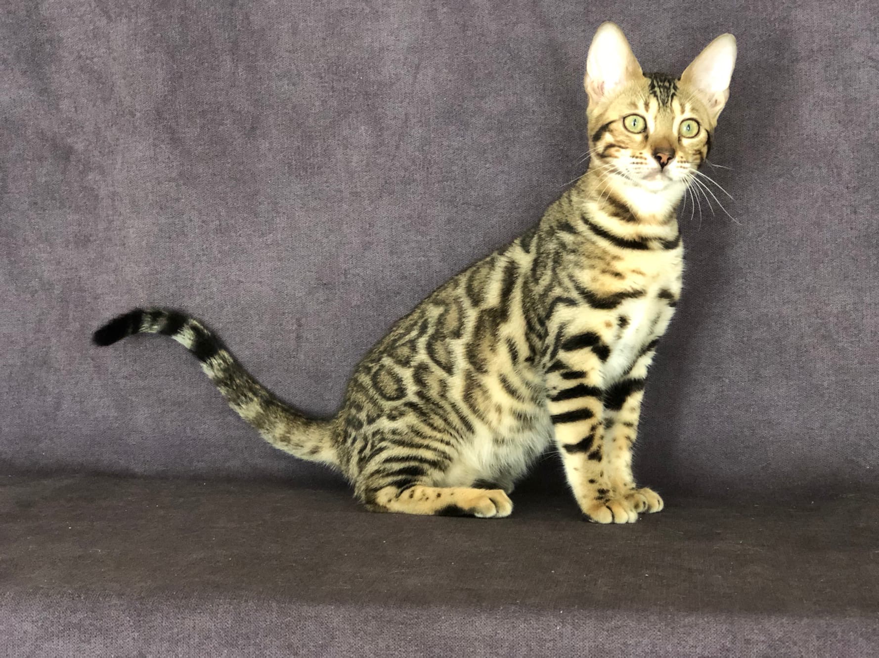 Рамира - Имена для девочек - Клички для котов и кошек