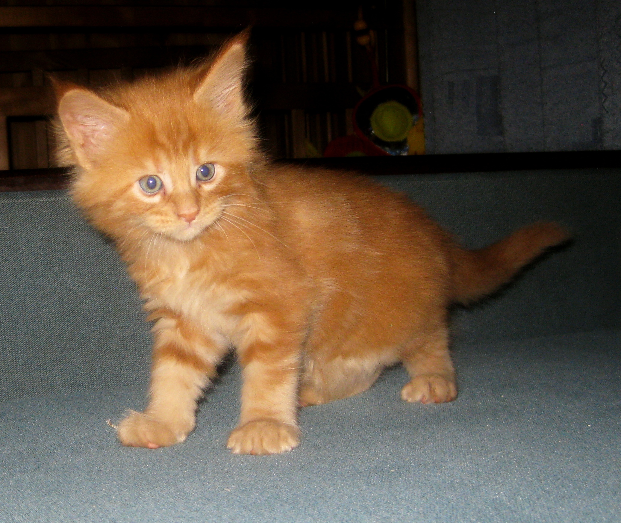 Амиго - Имена для мальчиков - Клички для котов и кошек