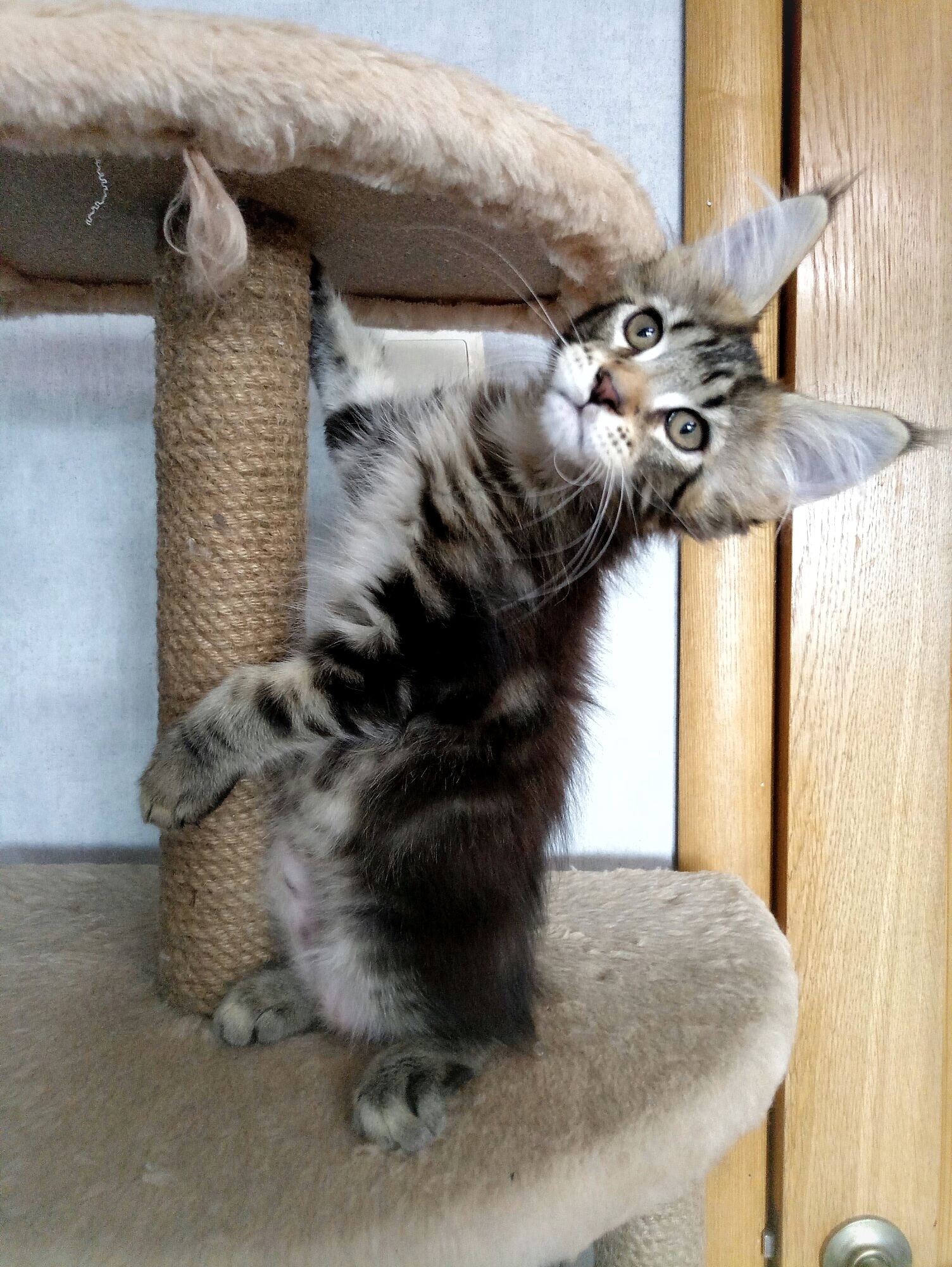 Малахит - Имена для мальчиков - Клички для котов и кошек