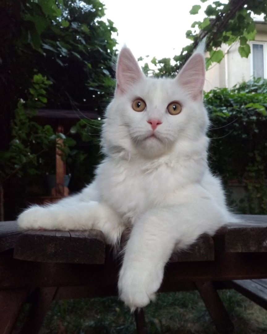 Магнолия - Имена для девочек - Клички для котов и кошек