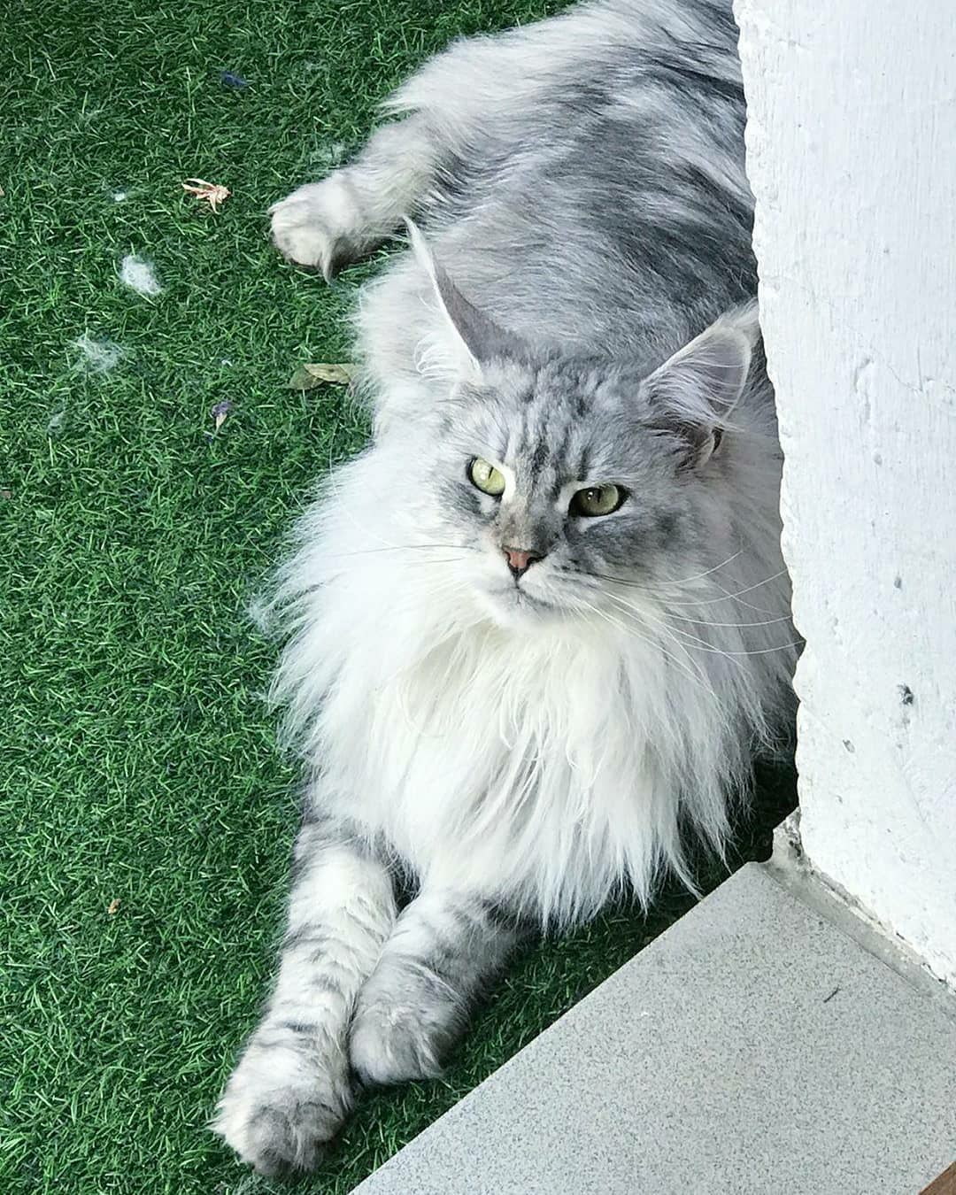 Айша - Имена для девочек - Клички для котов и кошек