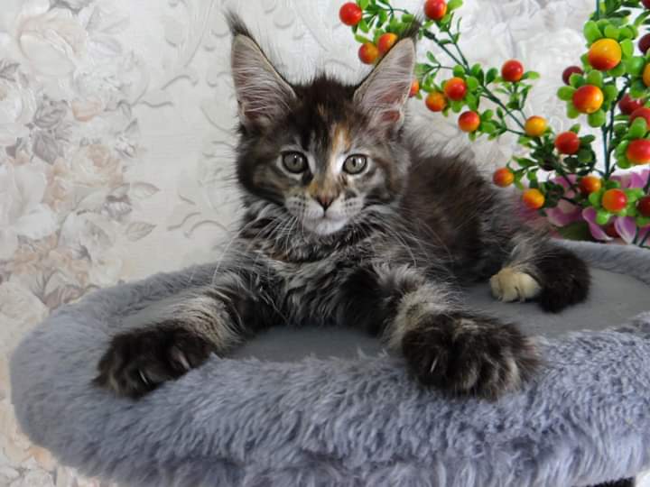 Фаина - Имена для девочек - Клички для котов и кошек