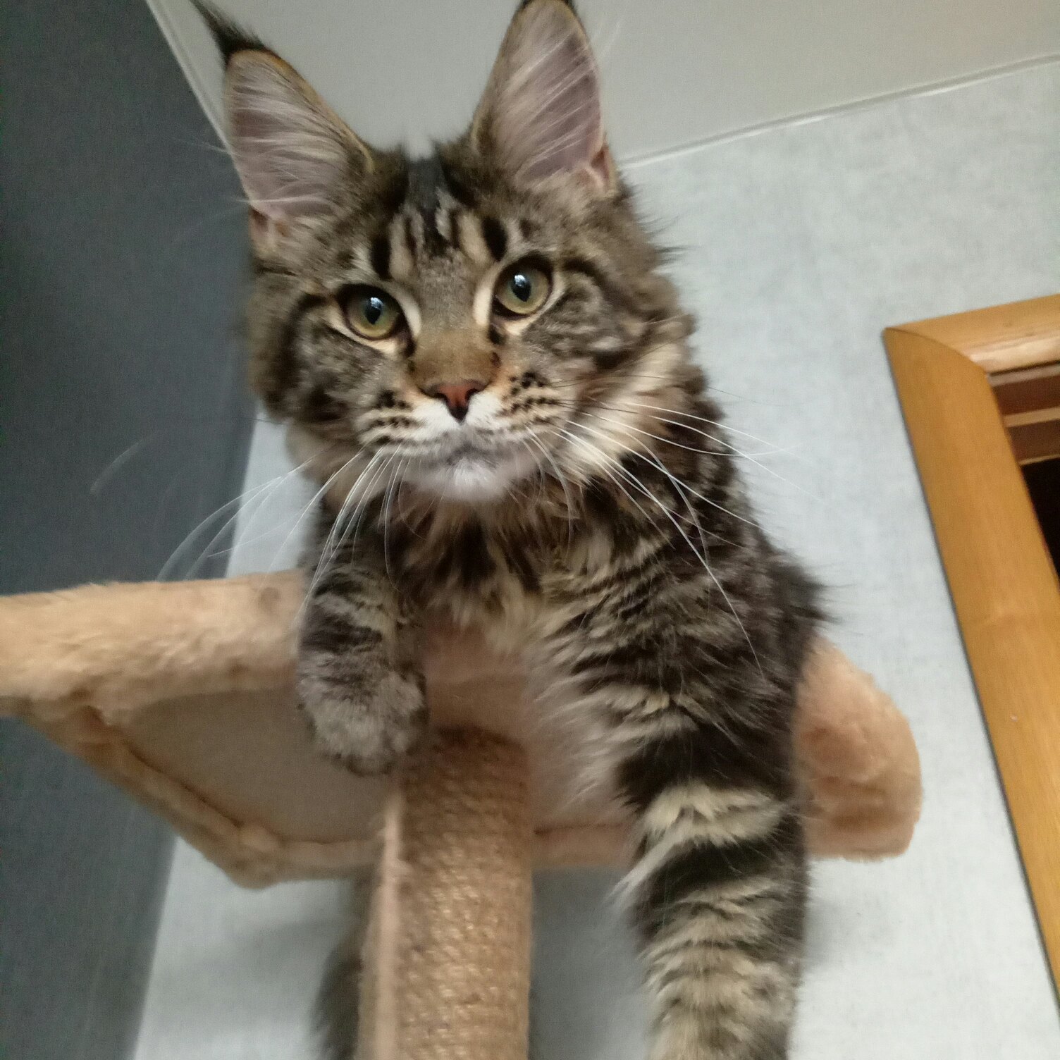 Забава - Имена для девочек - Клички для котов и кошек