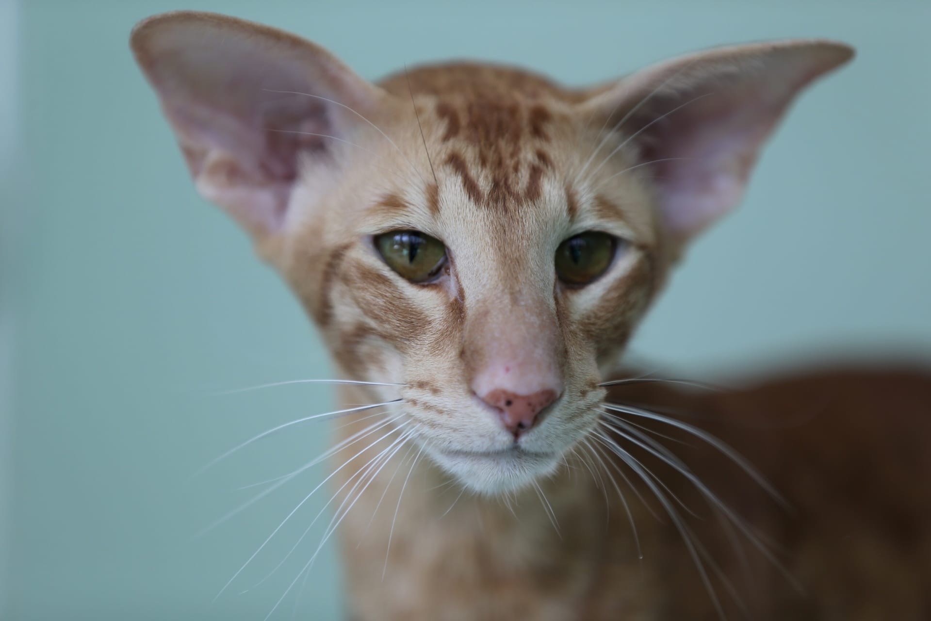 Урша - Имена для девочек - Клички для котов и кошек