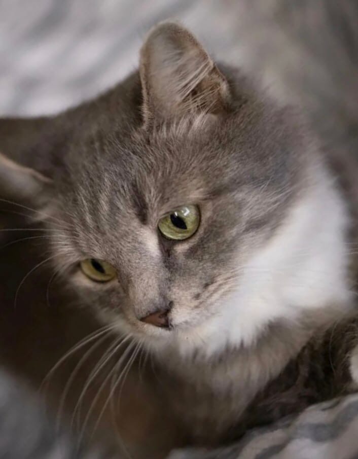 Ласка - Имена для девочек - Клички для котов и кошек