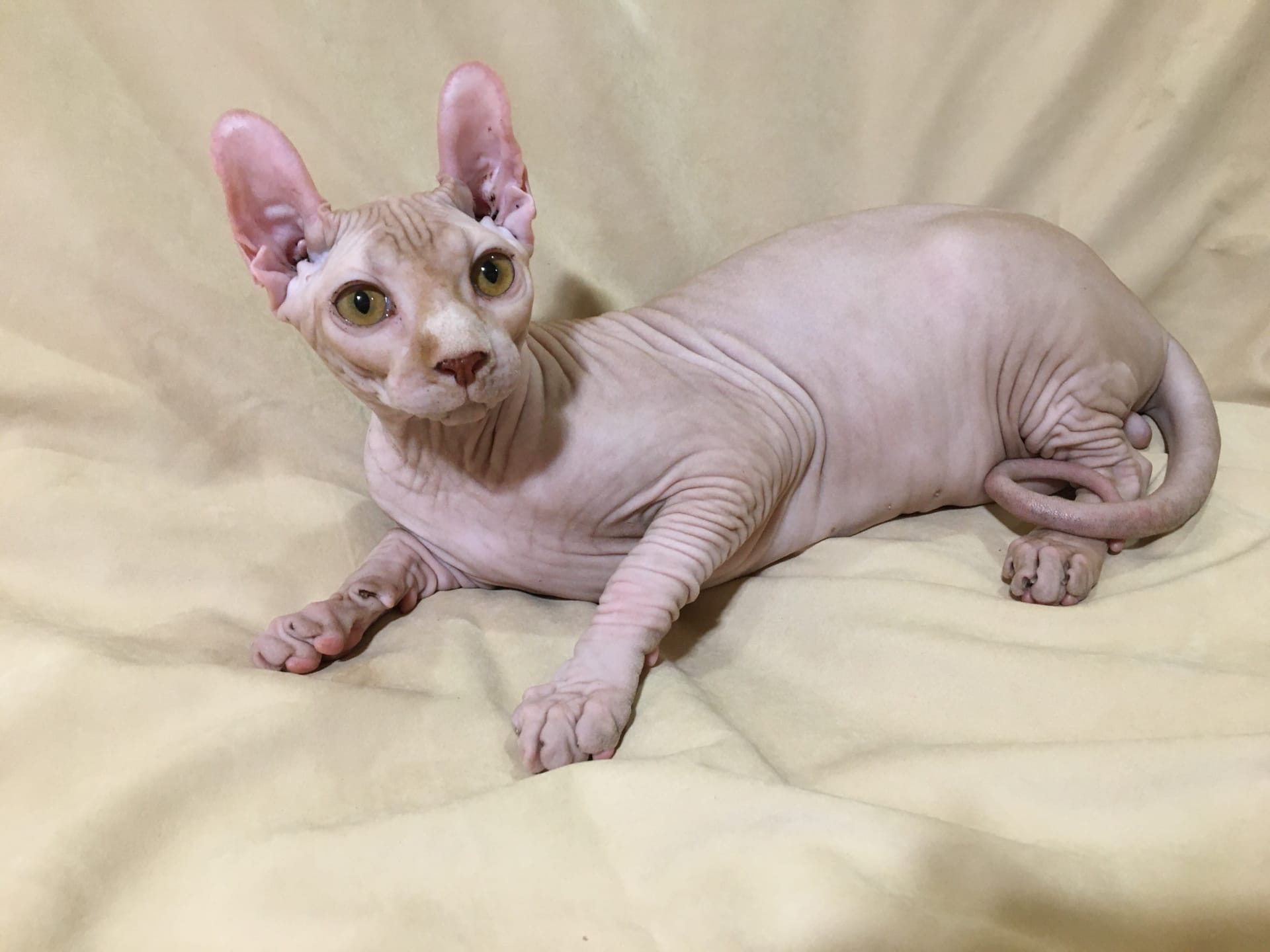 Оскар - Имена для мальчиков - Клички для котов и кошек