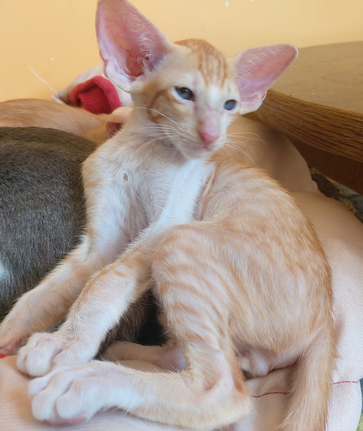 Плутя - Имена для мальчиков - Клички для котов и кошек