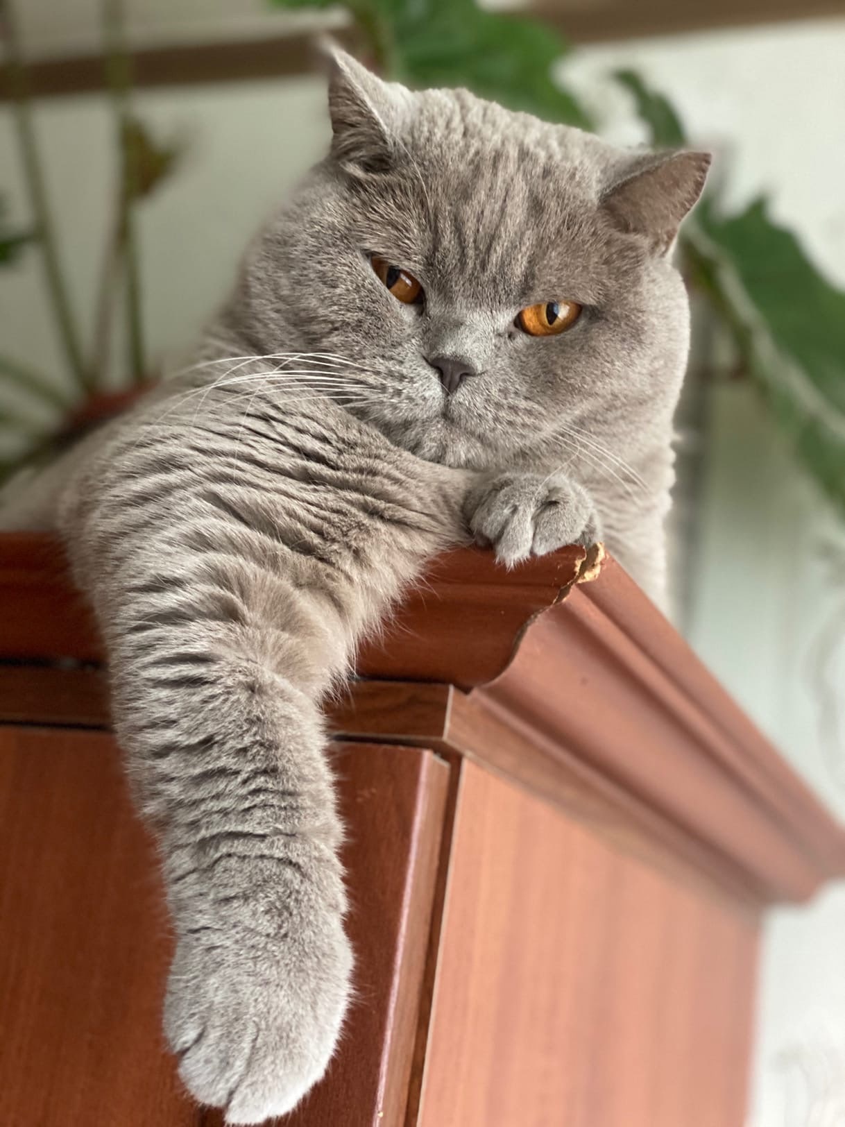 Холли - Имена для девочек - Клички для котов и кошек