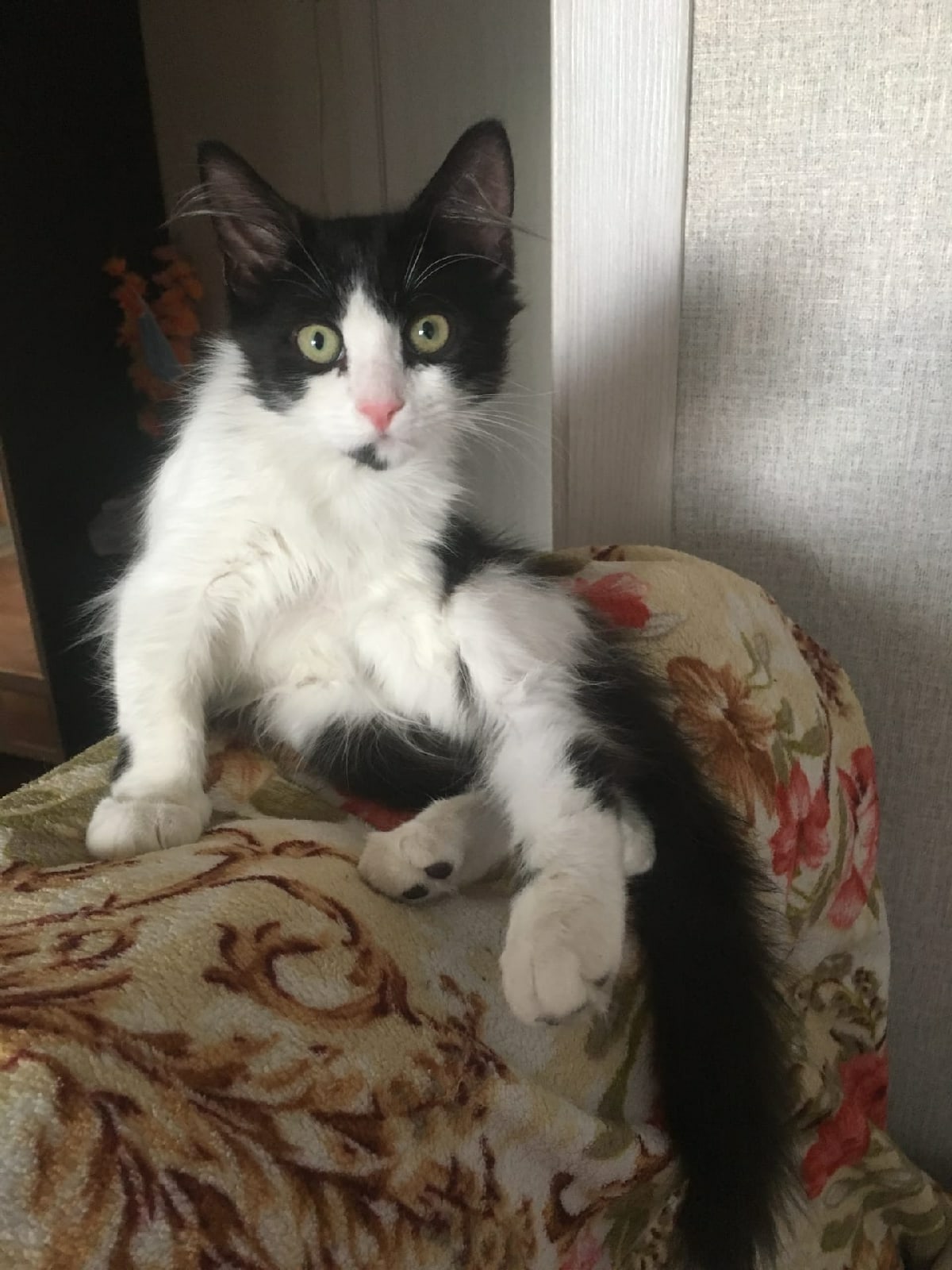 Пушок - Имена для мальчиков - Клички для котов и кошек