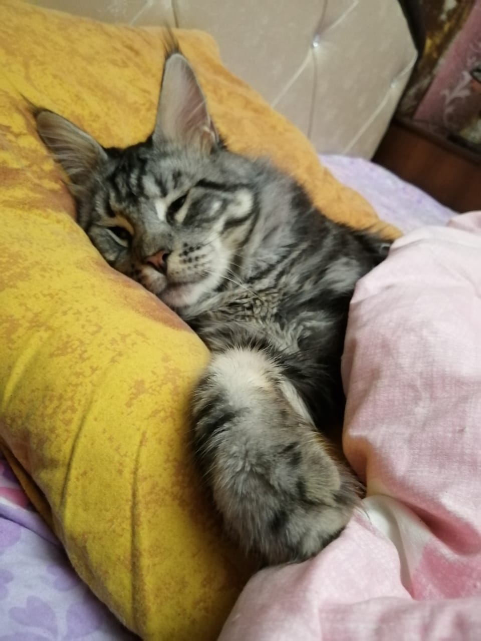 Дениларс - Имена для мальчиков - Клички для котов и кошек