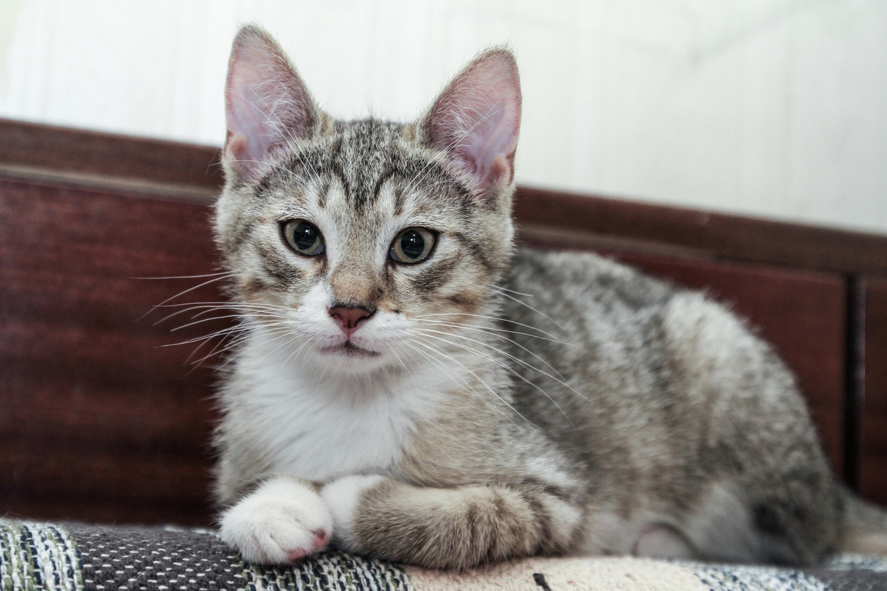 Эдик - Имена для мальчиков - Клички для котов и кошек